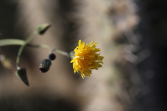 Sonchus tenerrimus