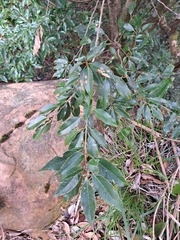 Quercus salicina