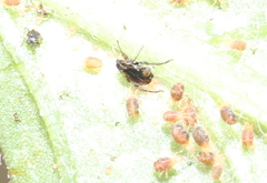 Tetranychus urticae