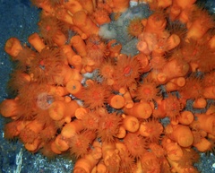 Atlantia caboverdiana