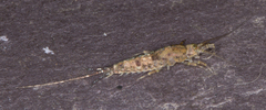 Petrobius maritimus
