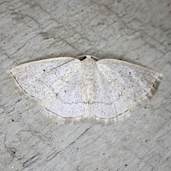 Lomographa glomeraria