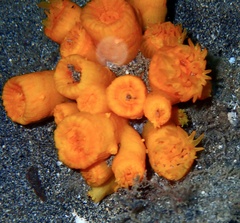 Atlantia caboverdiana