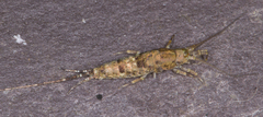 Petrobius maritimus
