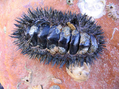 Acanthopleura spinosa