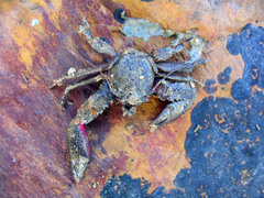 Petrocheles australiensis