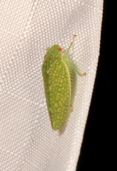Rugosana querci