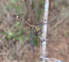 Paragomphus genei