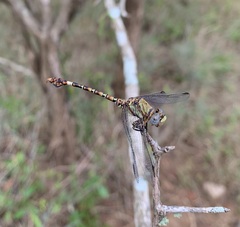 Paragomphus genei