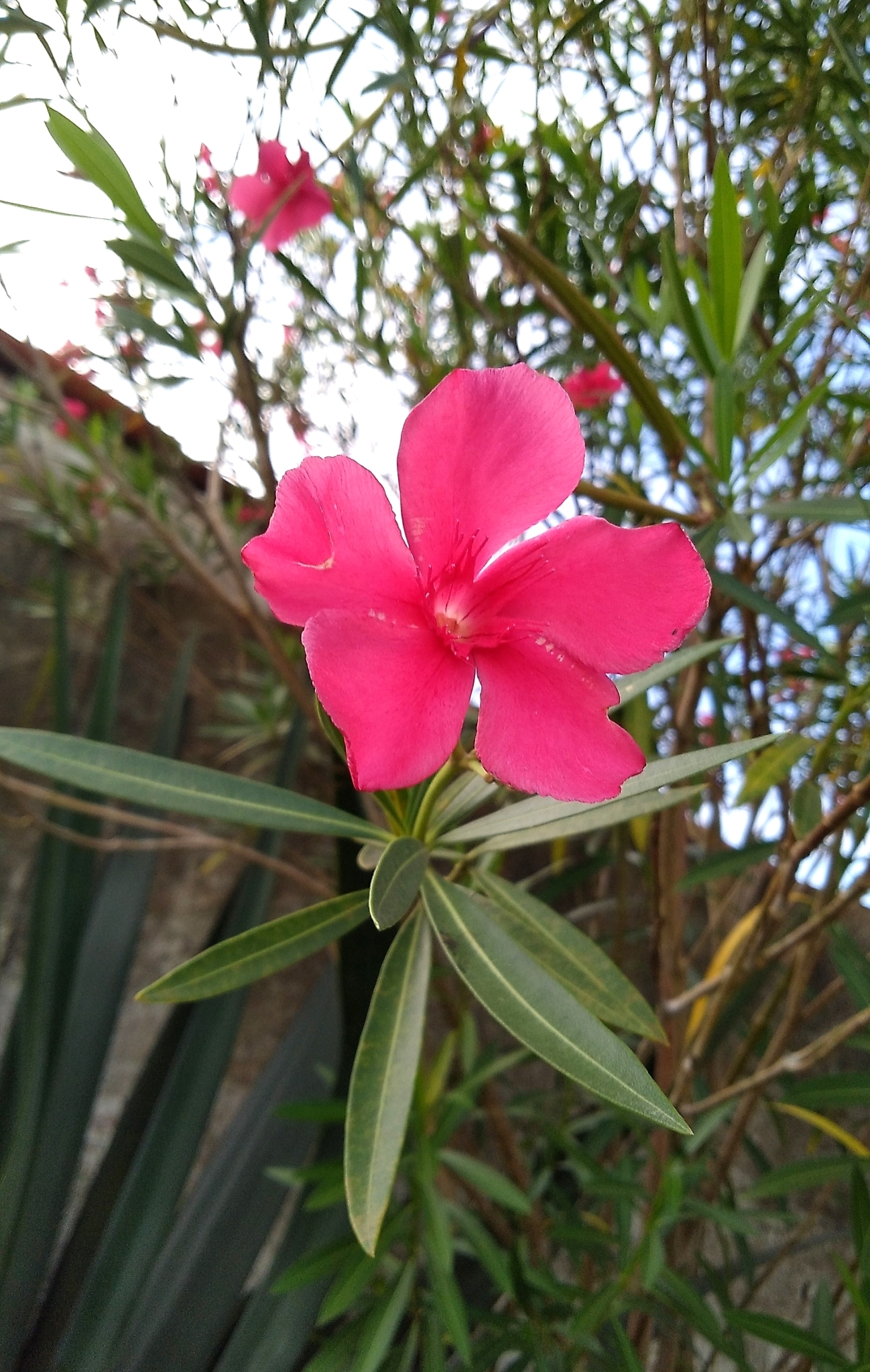 Nerium oleander
