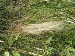 Stipa