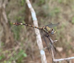 Paragomphus genei