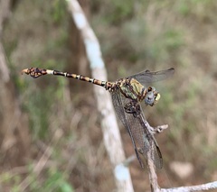 Paragomphus genei