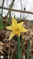 Narcissus