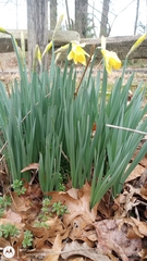 Narcissus
