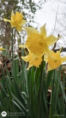 Narcissus