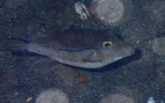 Canthigaster supramacula