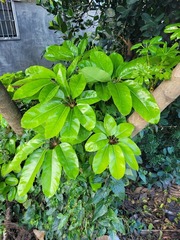 Heptapleurum actinophyllum