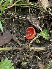 Sarcoscypha coccinea