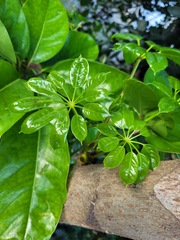 Heptapleurum actinophyllum