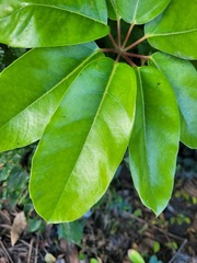 Heptapleurum actinophyllum