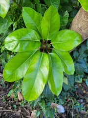 Heptapleurum actinophyllum