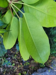 Heptapleurum actinophyllum