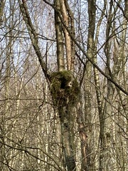 Aegithalos caudatus