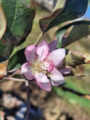 Malus domestica