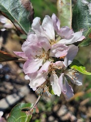 Malus domestica