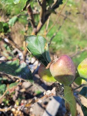 Malus domestica