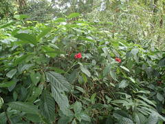 Pachystachys coccinea