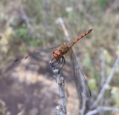 Trithemis werneri