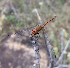 Trithemis werneri