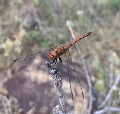 Trithemis werneri