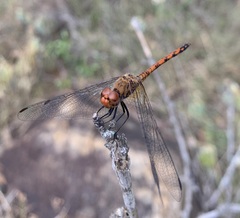 Trithemis werneri