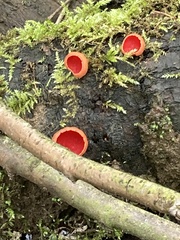 Sarcoscypha coccinea