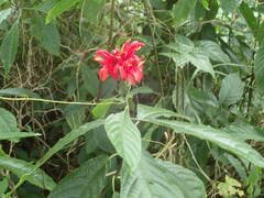 Pachystachys coccinea