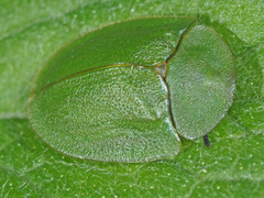 Cassida viridis