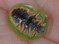 Cassida viridis