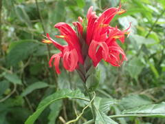 Pachystachys coccinea