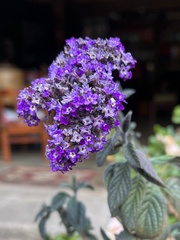 Heliotropium arborescens