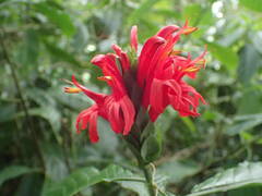 Pachystachys coccinea