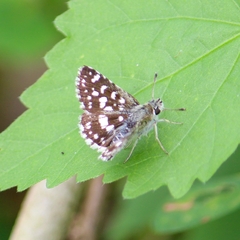 Spialia galba