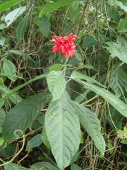 Pachystachys coccinea