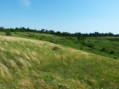 Stipa
