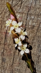 Struthiola dodecandra