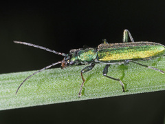 Chrysanthia viridissima