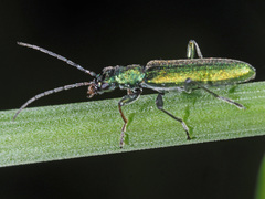 Chrysanthia viridissima