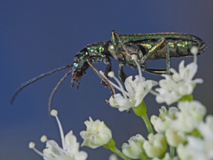 Chrysanthia viridissima